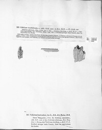 Calicium lenticulare image
